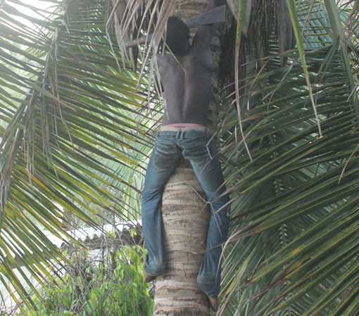 Maoli in der Palme