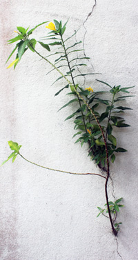Blume an der Wand