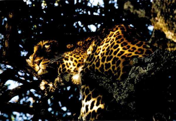 16_Leopard