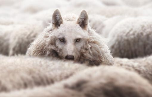 Der Wolf im Schafspelz