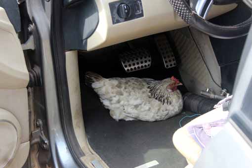 Huhn im Auto